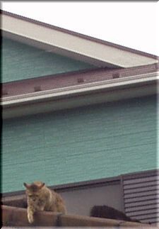 ll̉̏ŃPJȂ