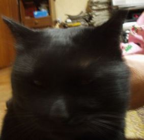 ڂJP